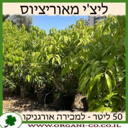 ליצ'י מאוריציוס 50 ליטר