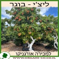 ליצ'י מאוריציוס בוגר 6-8 צול