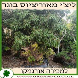 ליצ'י מאוריציוס בוגר ענק 10-12 צול