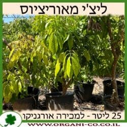 ליצ'י מאוריציוס 25 ליטר