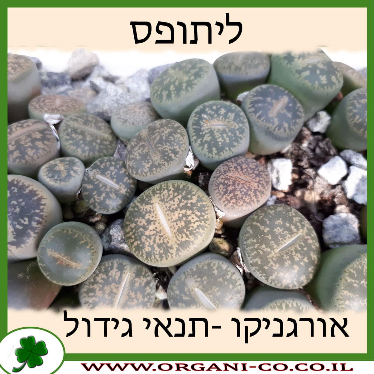 ליתופס