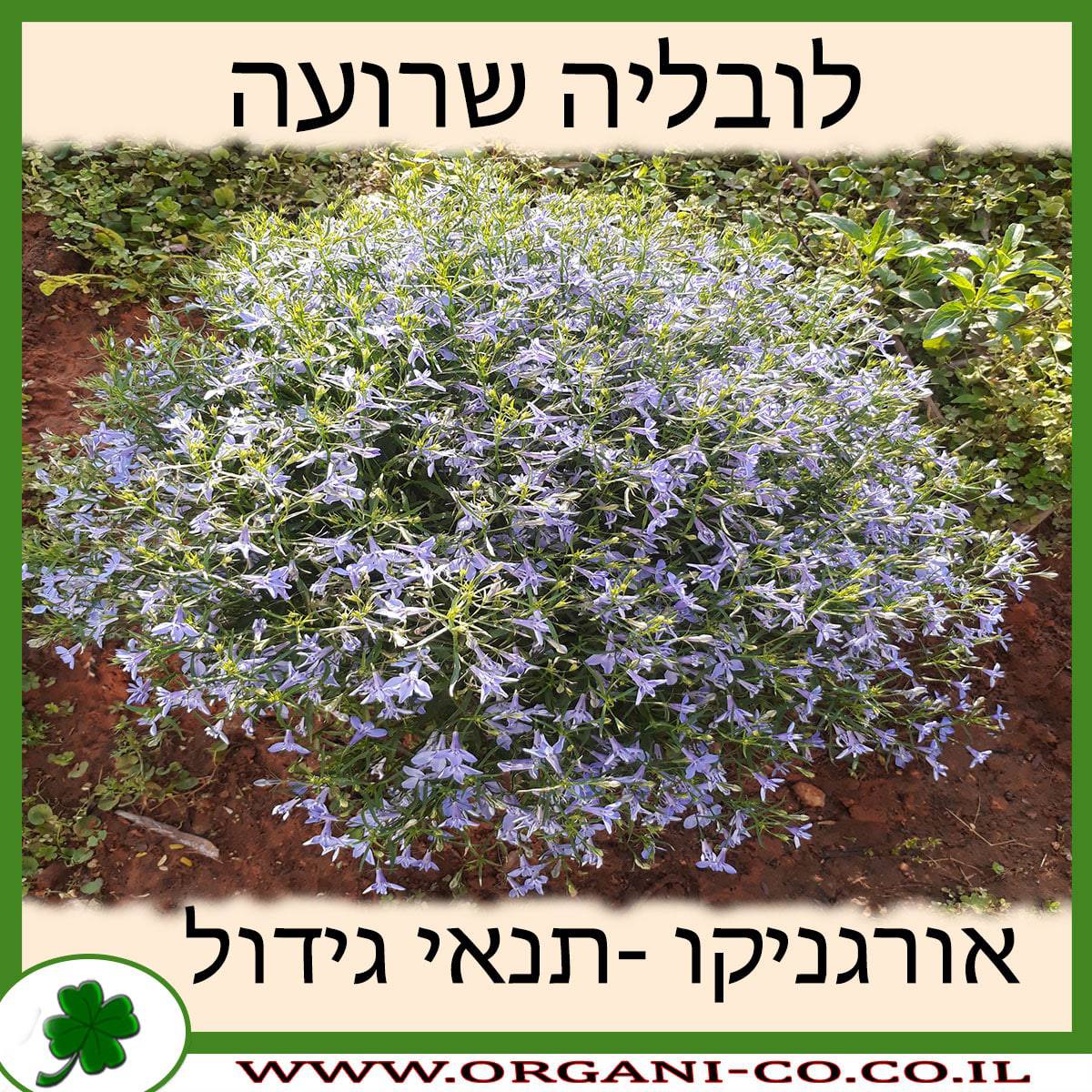 לובליה שרועה