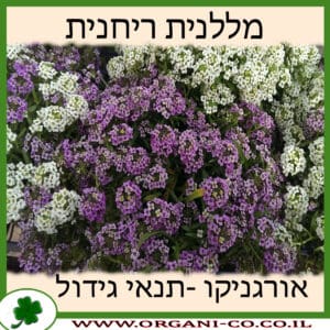 מללנית ריחנית