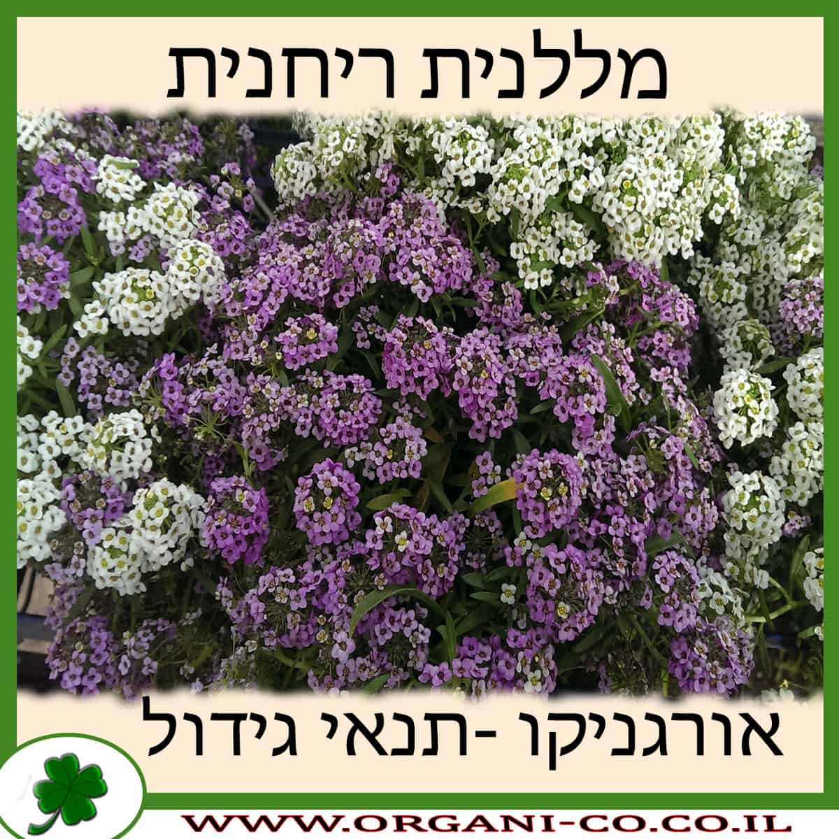 מללנית ריחנית