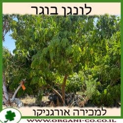 לונגן בוגר 200 ליטר 4-6 צול