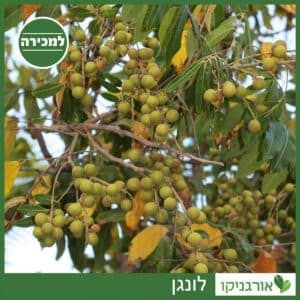 לונגן למכירה - מחיר