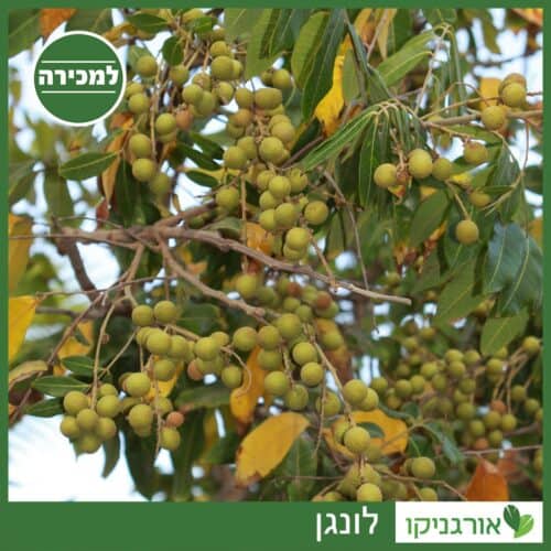 לונגן למכירה - מחיר