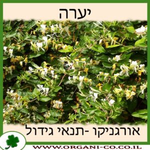 יערה