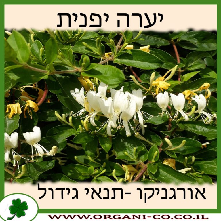 יערה יפנית יערה יפנית