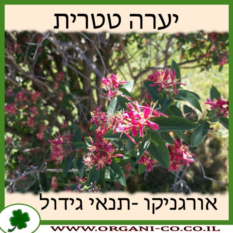 יערה טטרית יערה טטרית