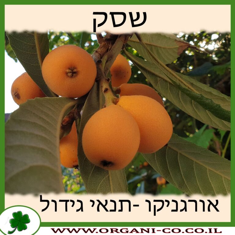 שסק שסק גידול צמח