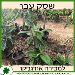 שסק עכו 25 ליטר