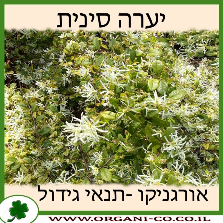 יערה סינית יערה סינית
