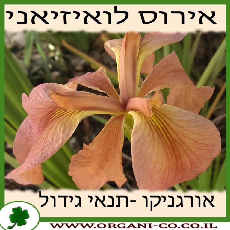 אירוס לואיזיאני אירוס לואיזיאני גידול צמח