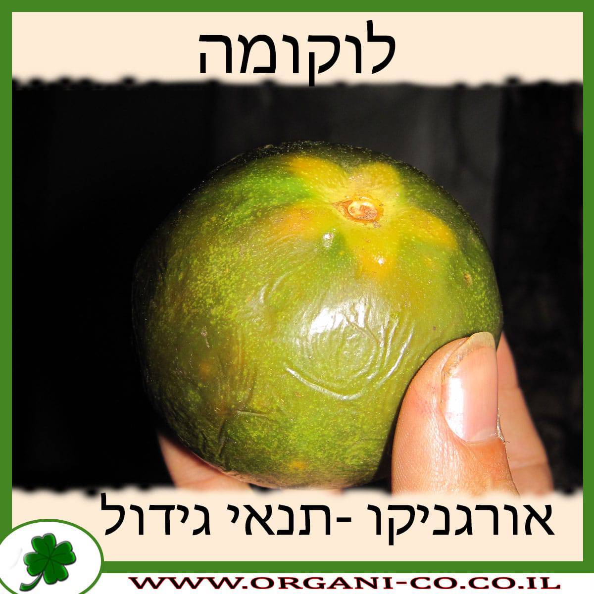 לוקומה תנאי גידול פרי