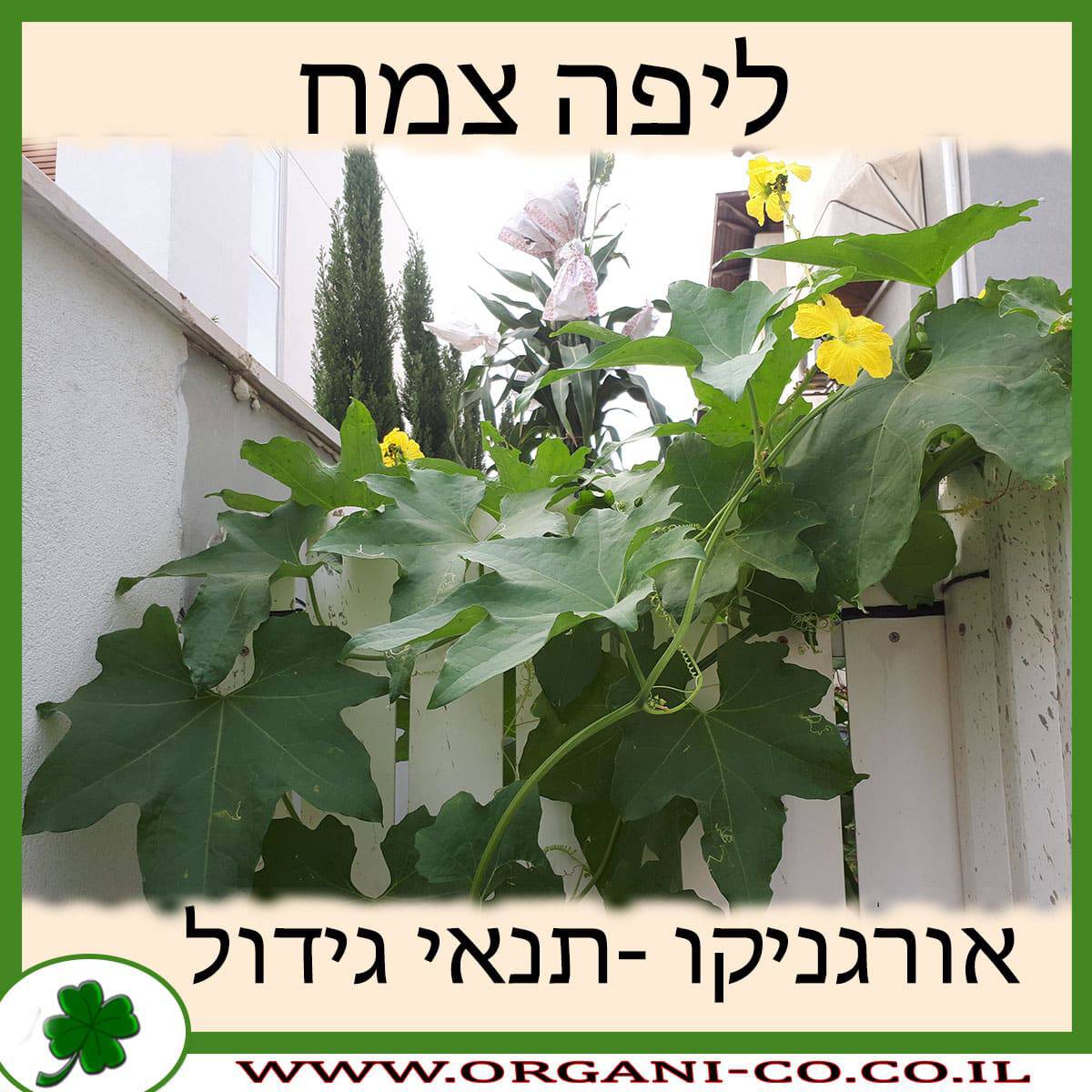 ליפה צמח