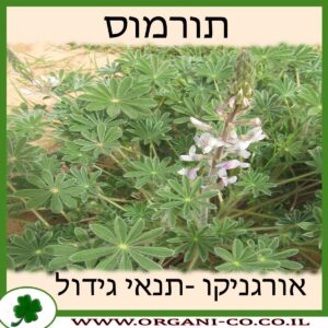 תורמוס גידול צמח