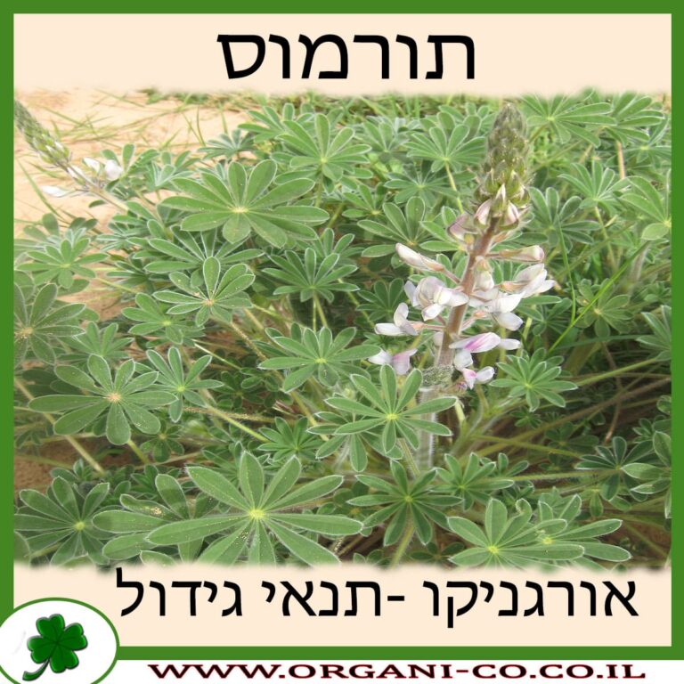 תורמוס תורמוס גידול צמח