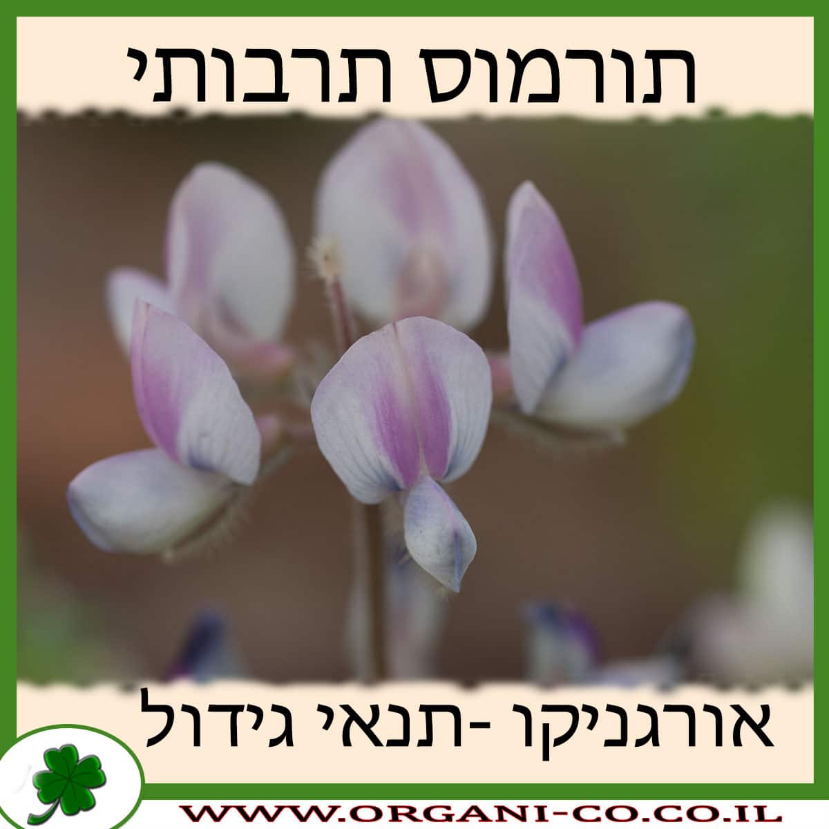 תורמוס תרבותי