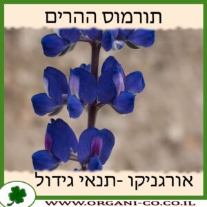תורמוס ההרים