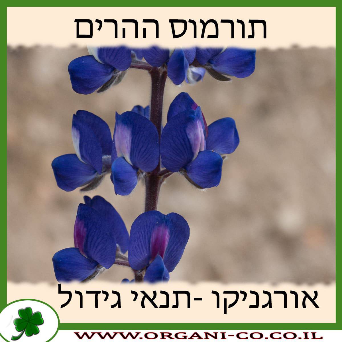 תורמוס ההרים