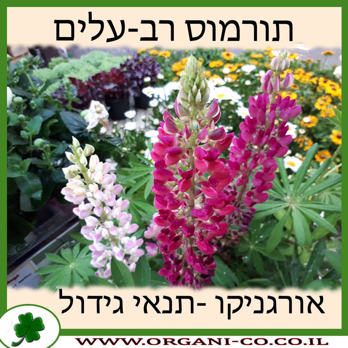 תורמוס רב-עלים