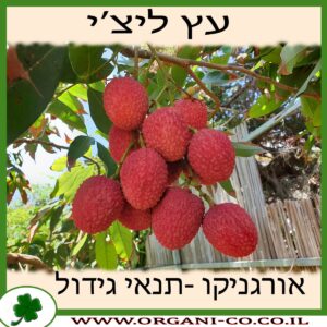 ליצ'י עץ תנאי גידול