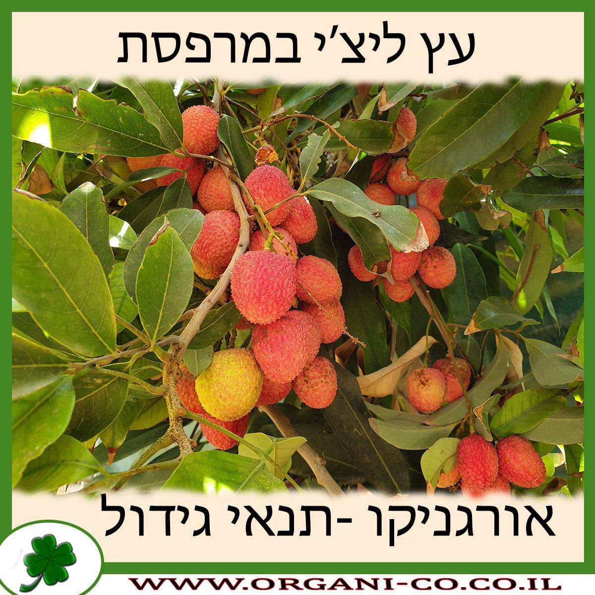 עץ ליצ'י במרפסת