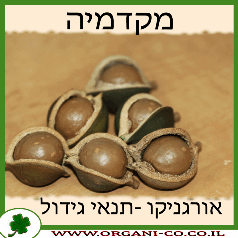 מקדמיה מקדמיה גידול צמח
