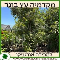 מקדמיה 4-6 צול בוגר