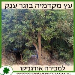 מקדמיה בוגר ענק