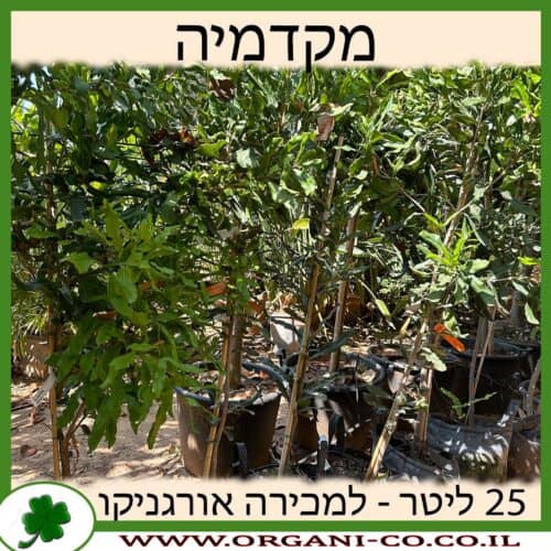 מקדמיה 25 ליטר למכירה - מחיר
