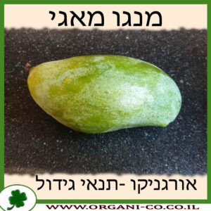 מנגו מאגי