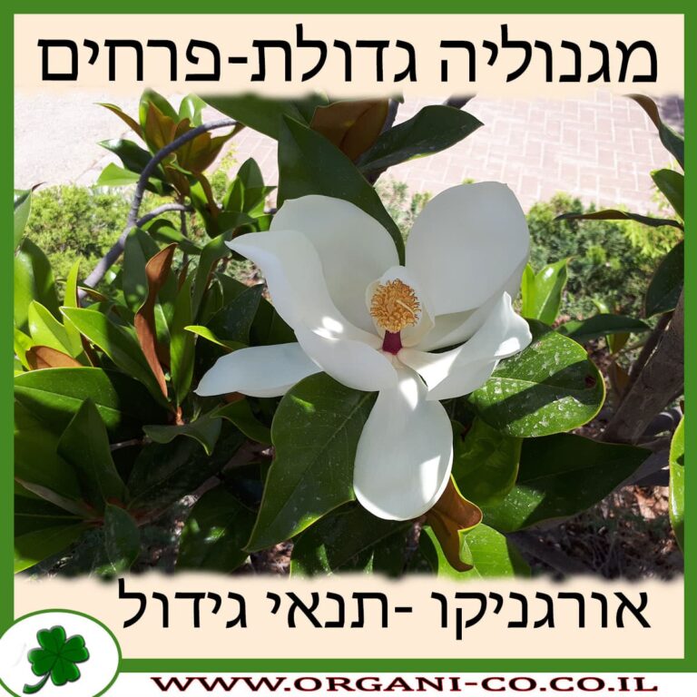 מגנוליה גדולת-פרחים מגנוליה גדולת-פרחים