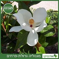 מגנוליה גדולת-פרחים למכירה - מחיר