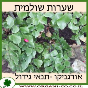 שערות שולמית