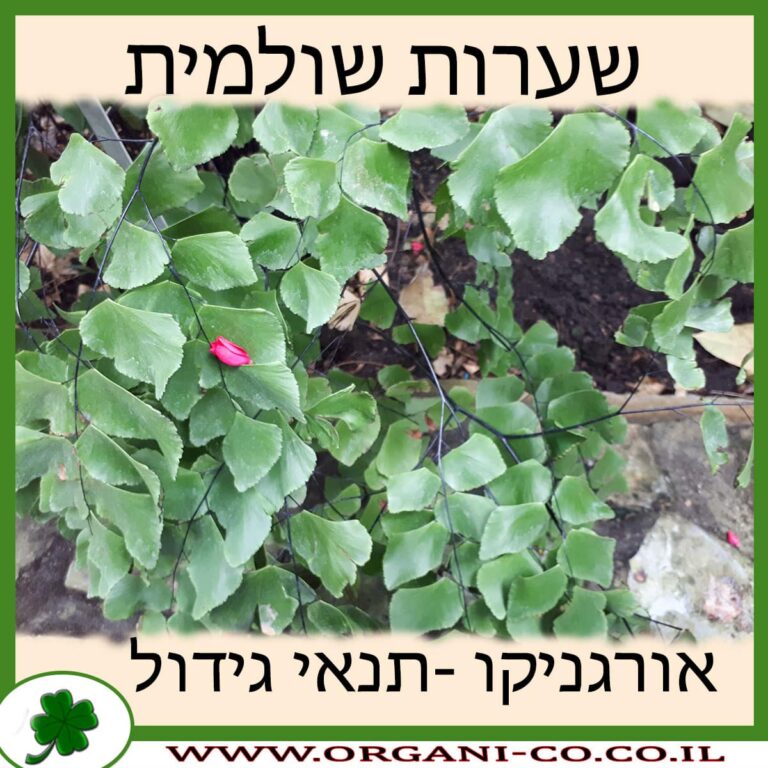 שערות שולמית שערות שולמית