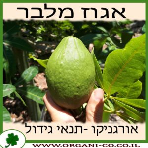 אגוז מלבר גידול צמח