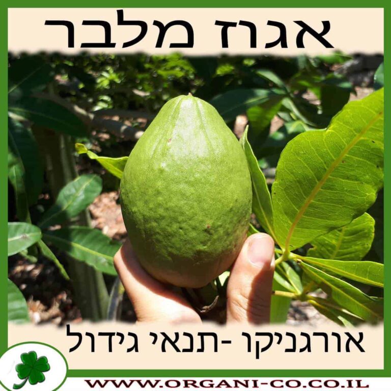 אגוז מלבר אגוז מלבר גידול צמח