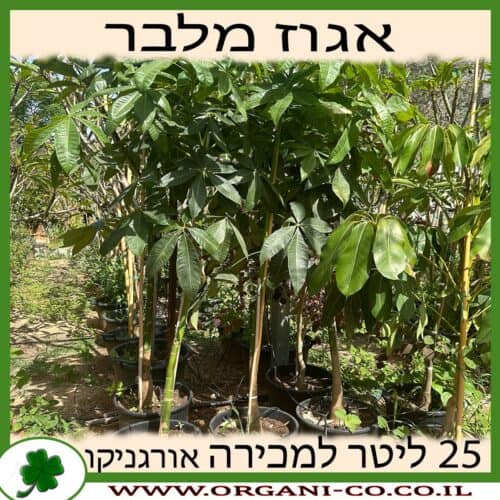 אגוז מלבר 25 ליטר למכירה - מחיר