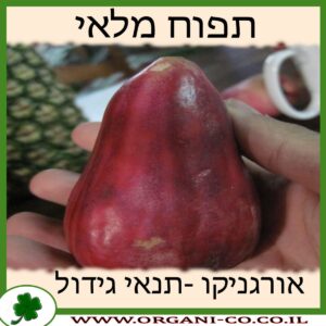 תפוח מלאי גידול צמח