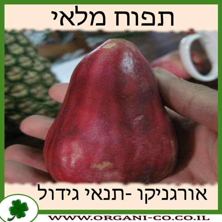 תפוח מלאי תפוח מלאי גידול צמח