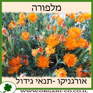 מלפורה