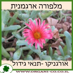 מלפורה ארגמנית