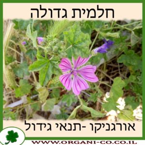 חלמית גדולה