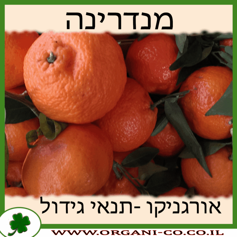 מנדרינה מנדרינה גידול צמח