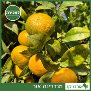 מנדרינה למכירה - מחיר