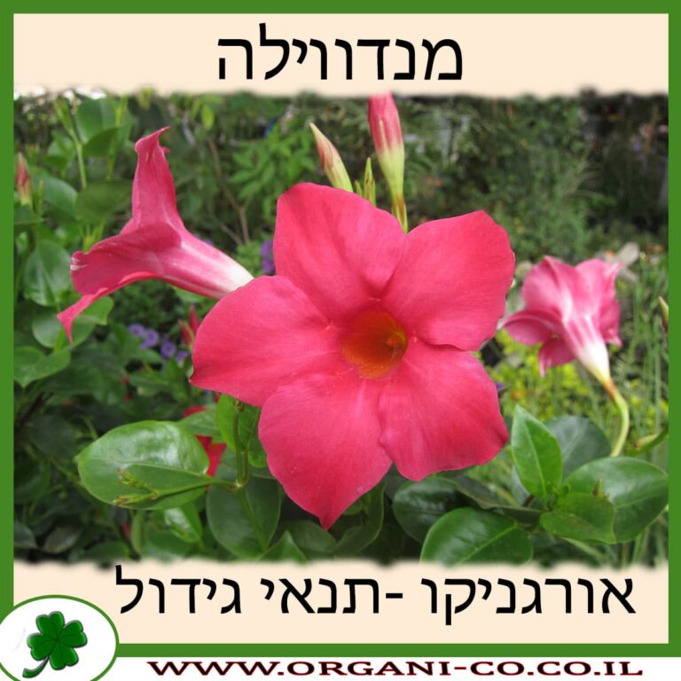 מנדווילה מנדווילה