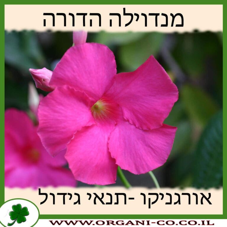 מנדוילה הדורה מנדוילה הדורה
