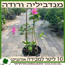 מנדווילה ורודה 10 ליטר